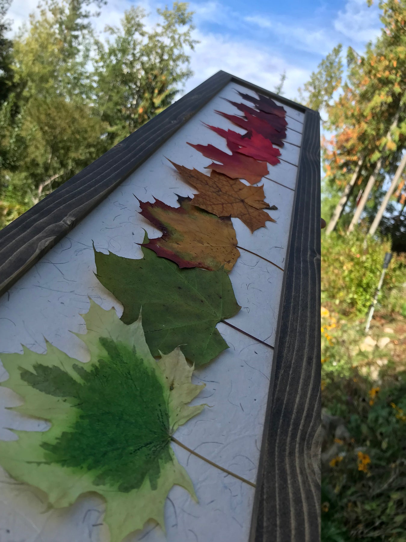 Real Pressed Maple Leaf and Shamrock Framed Picture Wall Art